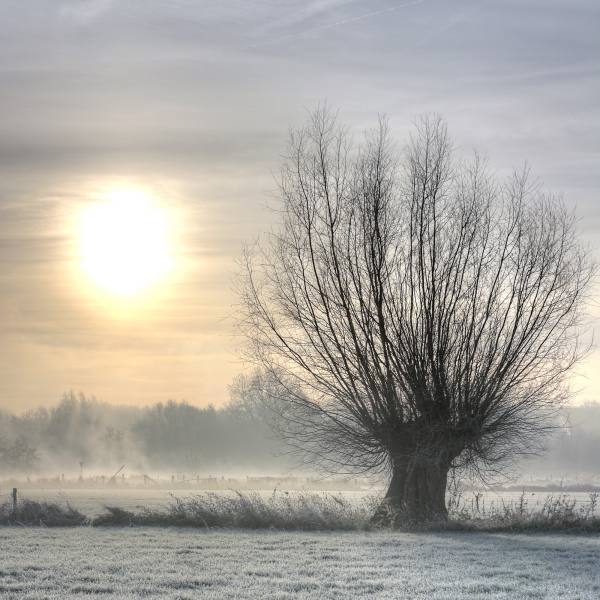 Elmar Naroska - Sonne und Frost